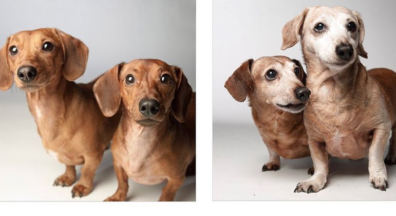 Os salsichas (dachshunds) Josie e Albert em 2009 e em 2019
