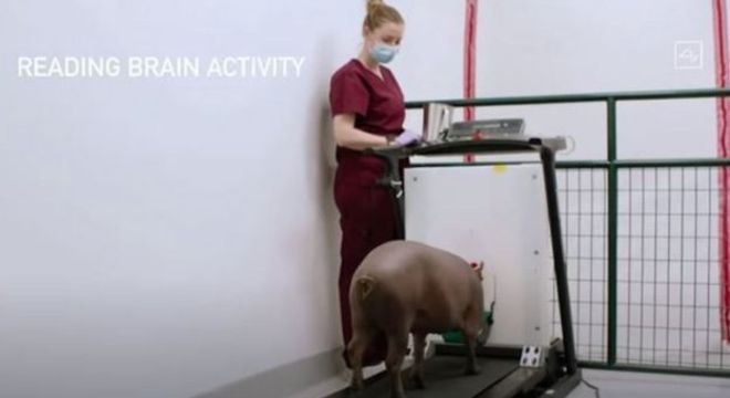 Os testes mais recentes do dispositivo foram feitos em porcos