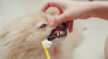 Os tutores devem escovar os dentes dos cachorros