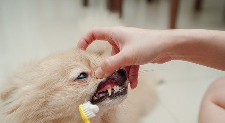 Os tutores devem escovar os dentes dos cachorros