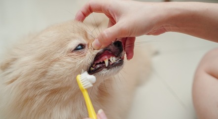 Os tutores devem escovar os dentes dos cachorros