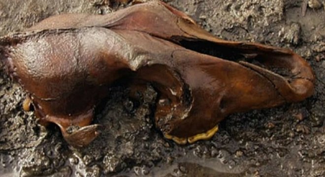 Restos mortais que se assemelhavam ao de lobos eram na verdade de cães primitivos