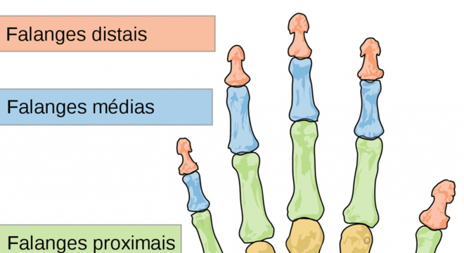 Ossos da mão - Classificação, principais características e curiosidades