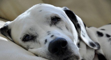 Para evitar que o cão sofra com a otite é importante manter as orelhas do animal limpas e secas