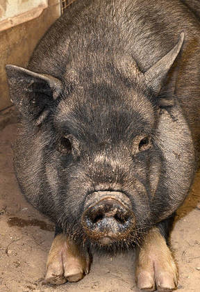 Outra origem aceita é no termo 'cachaço', referente a porco. No Brasil, a carne dos porcos do mato - muito dura - era amolecida com o uso da bebida, a 'cachaça'.