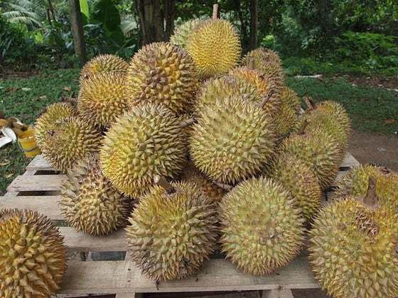 Outra vez, na Indonésia, um avião que transportava um carregamento de durians foi temporariamente impedido de decolar devido às reclamações dos passageiros sobre o cheiro.