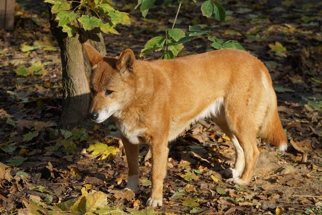 Outro animal perigoso que ataca os banhistas é o dingo, uma espécie de cão nativo da Austrália, e que é feroz. Tão selvagem que existem pesquisadores que discordam da sua classificação como cão. 