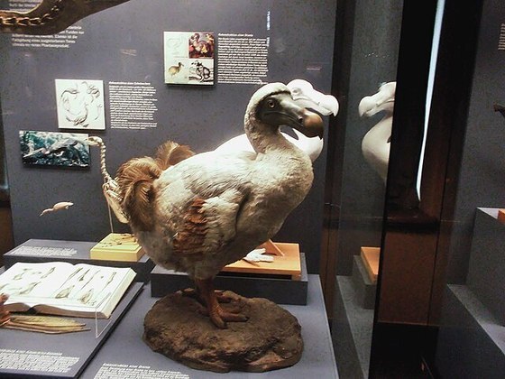 Outro fator que contribuiu para a extinção dos dodôs era que as fêmeas colocavam apenas um ovo por ano. Em geral, as aves colocam vários ovos de uma só vez, o que permite a alguns filhotes sobreviverem aos predadores e às doenças. Mas esse não era o caso dos dodôs.