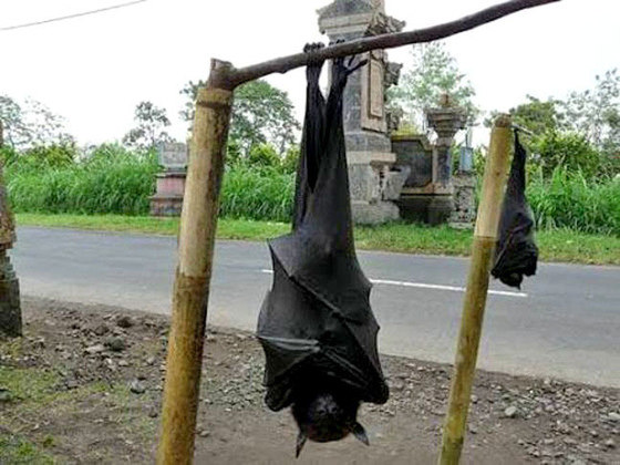Outro morcego enorme é o Morcego-Gigante-Australiano: mais de 30 cm de altura, 1,50 metro com asas abertas. Ironicamente também inofensivo aos seres humanos. Mas quem chegaria perto? 