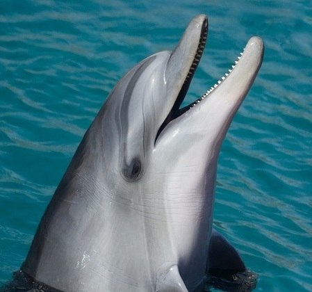 Outro ponto interessante dos golfinhos é que eles são imprevisíveis, então fica muito difícil de saber qual será a maneira deles interagirem com os humanos que estão mergulhando, por exemplo.