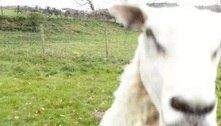 Ovelha esquentadinha destrói drone pastor com cabeçada certeira