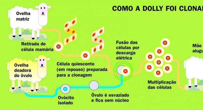 Ovelha Dolly - Conheça o caso mais famoso de clonagem no mundo