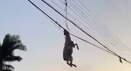 Animal ficou preso durante uma das cheias da região