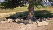 Ovelhas e filhotes são encontrados mortos sob árvore, após queda de raio