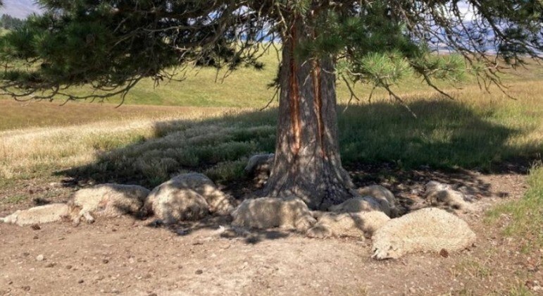 Ovelhas e filhotes foram encontrados mortos sob árvore após queda de raio em fazenda