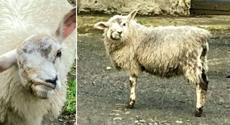 Suzzy, a 'ovelha mais feia' da Grã-Bretanha, foi capturada e morta