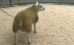 Ele também revelou que o animal, de seis meses, ficará entre o rebanho que ele já possui para poder acasalar com diferentes ovelhas