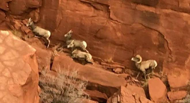  Estrutura foi vista do alto por um biólogo que monitorava rebanho de ovelhas no local