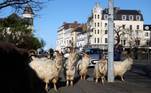 Um grupo de cabras da Caxemira invadiu de novo uma cidade no Reino Unido. Imagens mostraram como o grupo ficou à vontade nas ruas de Llandudno