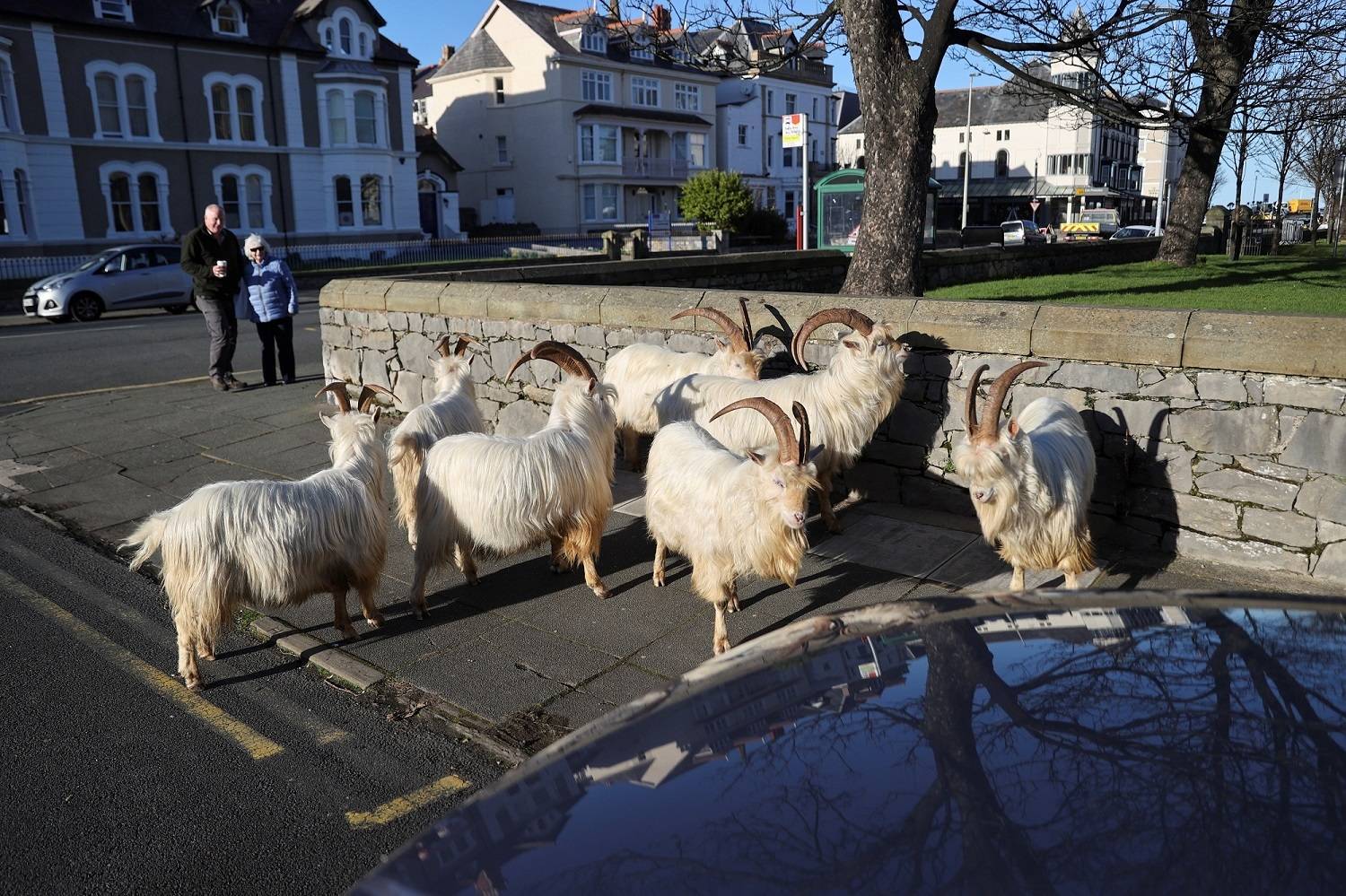 Touro covarde foge de rival, invade casa e aterroriza moradores - Hora 7 -  R7 Hora 7