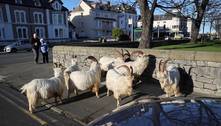 Cabras que ocuparam cidade por um ano começam a ser expulsas