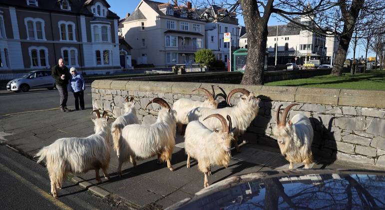 Apesar de invasoras, elas parecem bem educadas