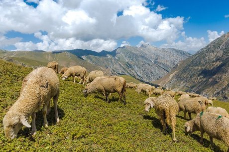 A comunidade gujjar é composta por pastores muçulmanos nômades, que cruzam o Himalaia com ovelhas, cabras e búfalos