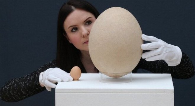 O ovo gigante do pássaro pré-histórico equivalia a 150 ovos de galinha 