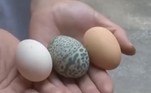 Consultado pela imprensa, Zhang Wencheng, profissional da Estação Veterinária e Pecuária de Suqian, acredita que o ovo tenha sido estimulado por algo externo enquanto ainda estava dentro da galinha