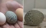 Um ovo com manchas e pontinhos esverdeados deixou uma criadora de galinhas um tanto quanto confusa