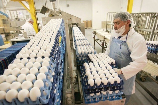 linha de produção de ovos