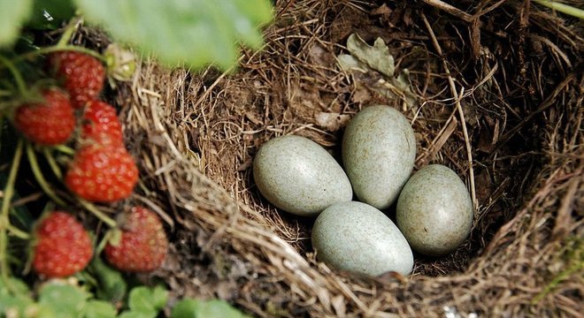 Aves fêmeas realizam uma aritmética mental incrível para descobrir quando colocar os ovos na próxima ave hospedeira