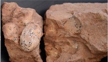 Ovos fossilizados de 80 milhões de anos são encontrados durante obra em rodovia de Minas Gerais