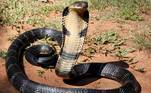 A espécie Ophiophagus hannah é a maior serpente venenosa do mundo, natural da Ásia meridional e do sudeste asiático