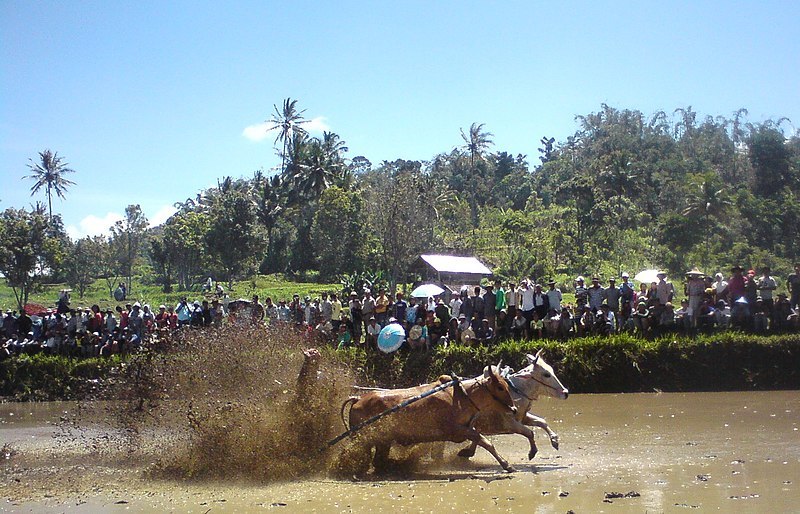 Lama, perigo e lesões: a corrida de touros que se tornou uma atração  turística internacional - Fotos - R7 Hora 7