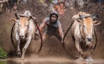 Para comemorar o fim do período de colheita de arroz, moradores de uma pequena região da Indonésia realizam um evento dos mais impactantes. Trata-se da Pacu Jawi, uma corrida de touros, que puxam um jóquei em um campo lamacento de cerca de 200 metros. A mais recente edição foi realizada no dia 5 passado, e remonta a uma tradição de séculos, que nos últimos anos se tornou uma grande atração turística, muito apreciada por fotógrafos