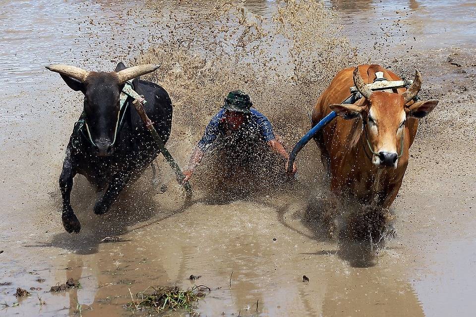 Lama, perigo e lesões: a corrida de touros que se tornou uma atração  turística internacional - Fotos - R7 Hora 7