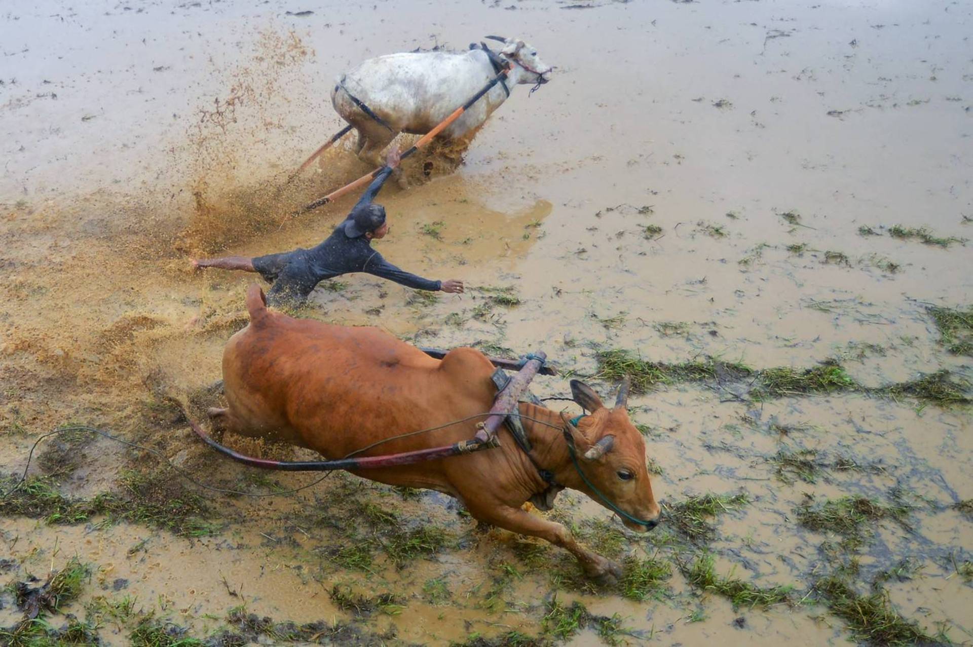 Lama, perigo e lesões: a corrida de touros que se tornou uma atração  turística internacional - Fotos - R7 Hora 7
