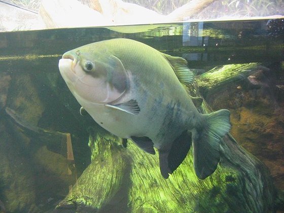 Pacu - Outro peixe comum no prato dos brasileiros, é vítima de pesca em épocas inapropriadas, quando deveria ser protegido pelo defeso para garantia da reprodução. 