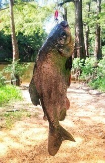 Peixe sul-americano é fisgado nos EUA (Montagem/R7)