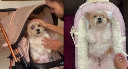 Pai de primeira viagem 'testa' enxoval da filha em cachorro e viraliza