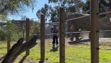 Pai é flagrado com filha dentro de recinto para elefantes em zoológico