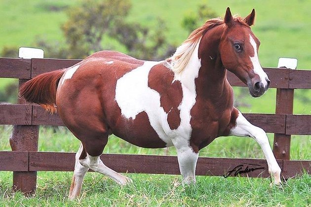Paint Horse - Originário dos EUA