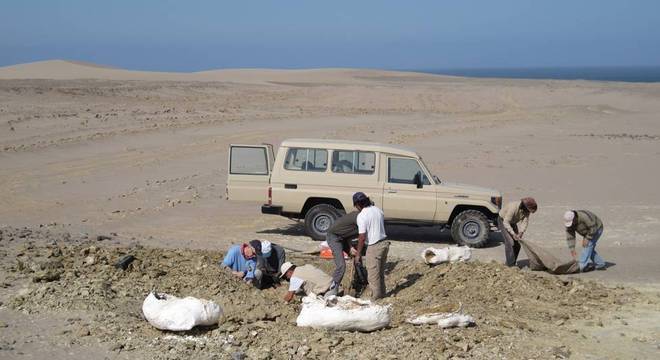 O esqueleto está bastante completo, com as duas mandíbulas, grande parte da coluna vertebral, incluindo a cauda, ​​numerosas costelas, a pelve e as pernas da frente e de trás