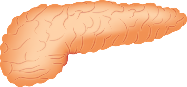 pancreas