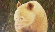 Este é o primeiro e único panda-gigante albino registrado na natureza (Reprodução/Reserva Natural Nacional de Wolong (via Daily Star))