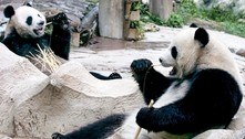 Morre panda gigante emprestado pela China à Tailândia