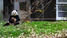 Zoológico de Washington devolve três pandas para a China em meio a tensão diplomática