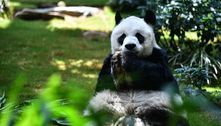 Panda macho mais velho em cativeiro é sacrificado aos 35 anos em Hong Kong