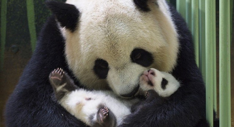 Pandas possuem dificuldade de reproduzir em cativeiro